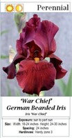 RED BEARDED IRIS WAR CHIEF