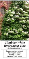 CLIMBING HYDRANGEA VINE WHITE JAPANESE