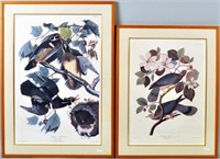 Two Audubon Birds Of America Prints