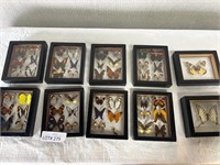 10pc Butterfly Specimen Display Boxes Smaller