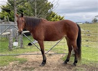 (VIC) MOLLY - STANDARDBRED MARE