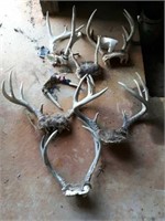 7 Sets of Deer Horns