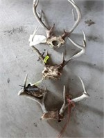 3 Sets of Deer Horns