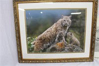 LOVELY BOBCAT PICTURE