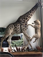 EXHIBITION FULL SIZE MOUNTED GIRAFFE WITH LIONESS