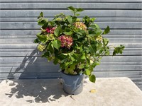 Summer Crush Hydrangea Plant