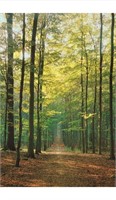 New EuroGraphics Forest Path Poster 36x24in