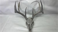 Deer skull with antlers