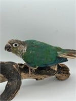 1m 1fm proven Pair Turquoise yellow sided Conures
