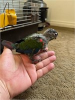 Handfed Baby conure - crimson (45 days old)