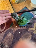 Handfed Baby conure - crimson (45 days old)