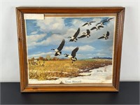 Framed Vintage Print - Tense Moment Canada Geese