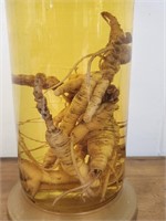 15" Bottle of Perserved Ginsing Root