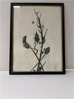 Vintage framed pen & paper drawn botanical photo