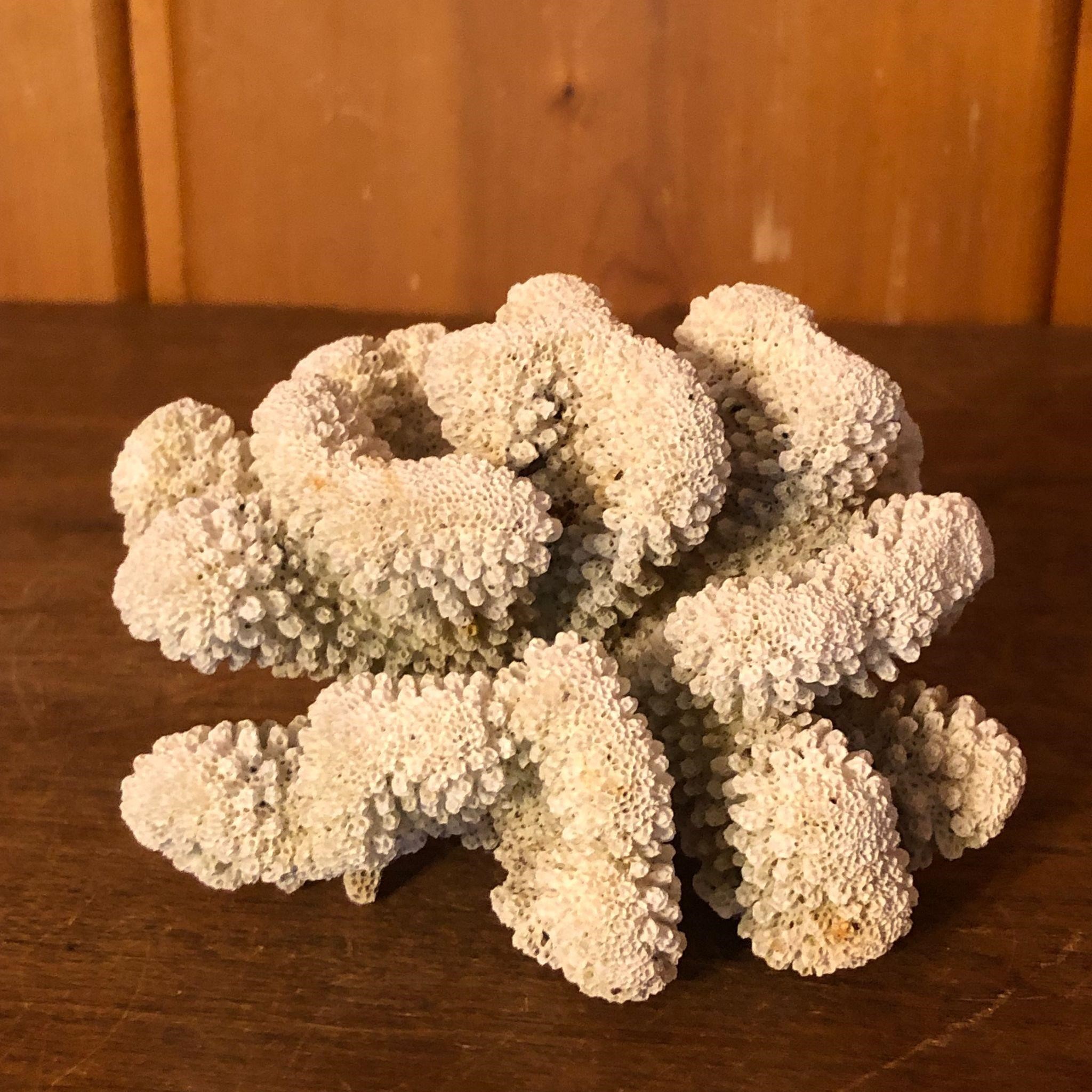 Natural White Coral