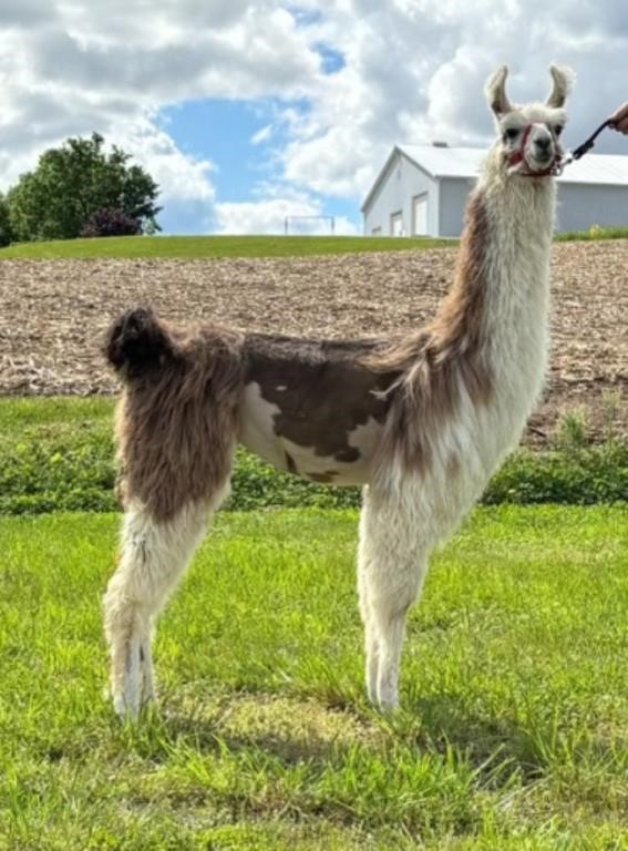 Spring Fling Online Llama Auction 2024
