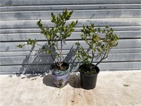 2 One Gallon Blueberry Plants