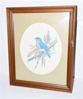 Framed print of Blue Bird by John Taylor