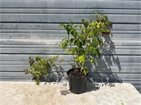 Large Red Raspberry Plant