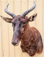 Taxidermy Tsessebe Antelope Buck Mount Trophy