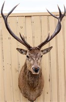 Taxidermy 11-Pt. Mule Deer Stag Bust Mount Trophy