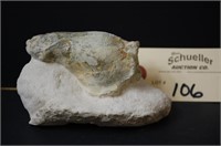 Daphoenus (Bear Dog) Oligocene Rock/Fossil