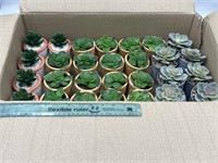 NEW Mixed Lot of 28- Fake Plants W/ Pots