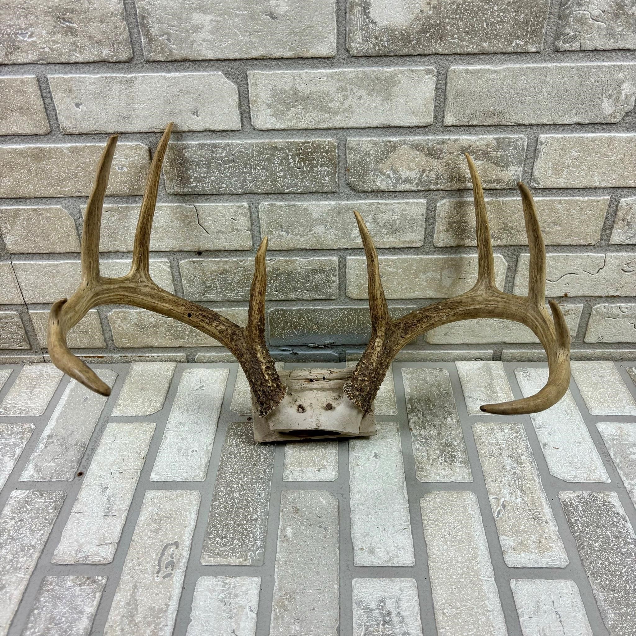 Deer Antlers, Typical