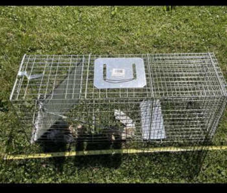 Live Animal Trap