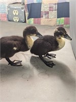 (2) Super Cute Barn Yard Mix Ducklings, Big