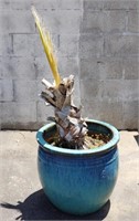 Palm tree in glazed terracotta pot,