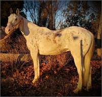 Frisco - 18yr - 15.3-16HH - Gelding