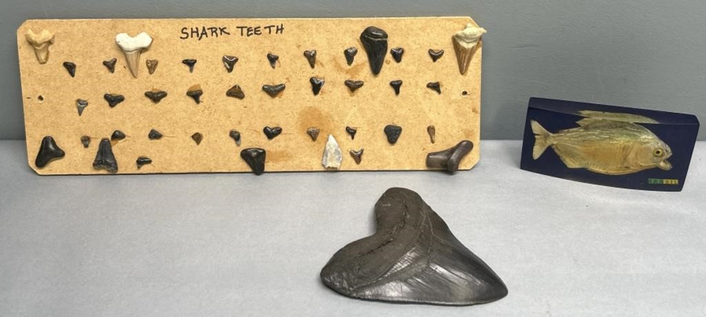 Shark Teeth Display & Fish Lot Collection