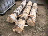 (3) Approx 5ft Birch Raw Logs 16in Diamter
