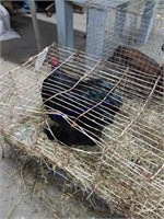 Black Cochin Rooster