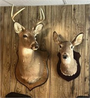 Whitetail Deer Mounts