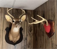 Whitetail Deer Mounts & Horns