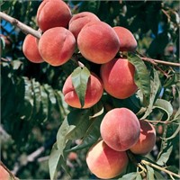 (30) 5/16" Elberta Peach Trees on Lovell Certified