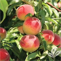 (29) 1/4" Bounty Peach Trees on Lovell Certified