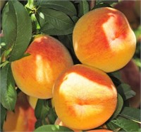 (30) 1/4" Andross Peach Trees on Lovell Certified