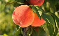 (24) 5/16" Carson Peach Trees on Lovell Certified