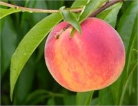 (8) 5/16" Topaz Peach Trees on Lovell Certified