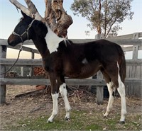 (VIC) BEAMER - PAINT FILLY