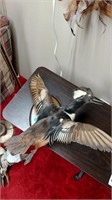 Hooded merganser duck mount