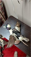 Bufflehead  duck mount