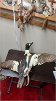 Common goldeneye duck mount