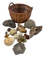 Grouping of Unique Rocks and Marine Life