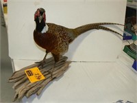 TAXIDERMY MOUNTED PHEASANT
