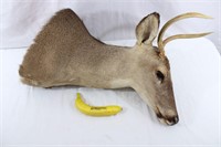 Taxidermy 2 Pt. Buck Mount