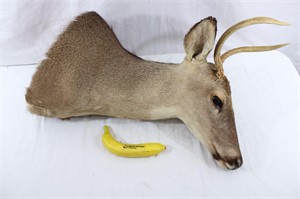 Mounted 2 Point Buck